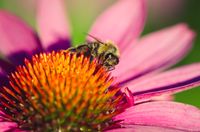 Echinacea